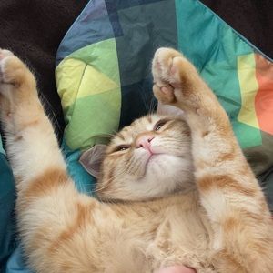 Meet your Posher, Skylar